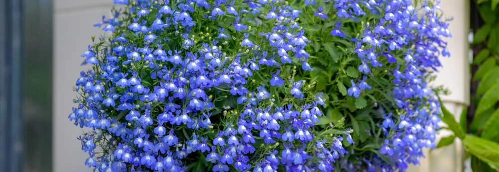 Eine Blumenampel mit vielen blauen Blüten.